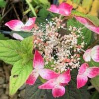 Hydrangea serrata 'Kurenai' READY 2027 2L