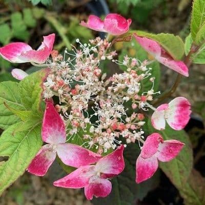 Hydrangea serrata 'Kurenai' READY 2027 2L