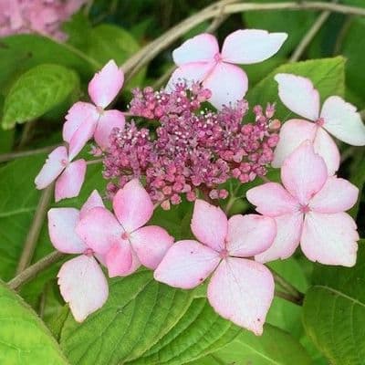 Hydrangea serrata 'Tiara'  READY 2027