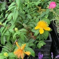 Hypericum calycinum 2L