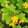Hypericum calycinum 2L