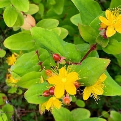 Hypericum calycinum 2L