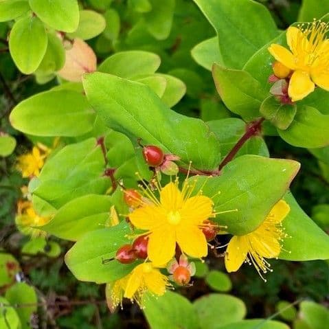 Hypericum calycinum 2L