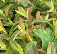 Hypericum calycinum   9cm