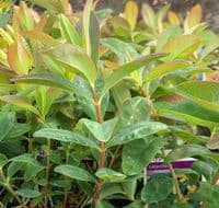 Hypericum calycinum   9cm