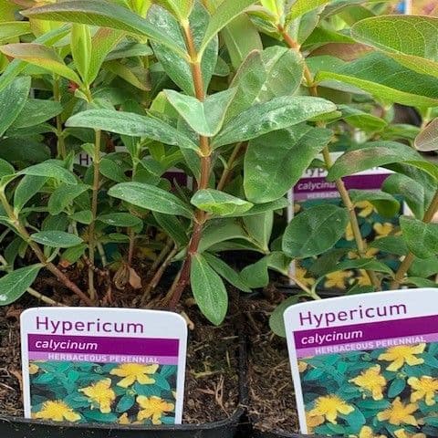 Hypericum calycinum   9cm