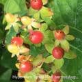 Hypericum 'Ignite Red'  5L