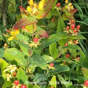 Hypericum 'Ignite Red'  5L