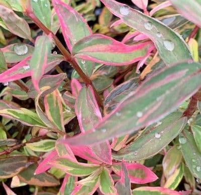 Hypericum, moserianum 'Tricolour'  3L