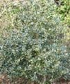 Ilex aquifolium 'Argenteavariegata'