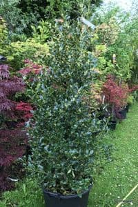 Ilex aquifolium 'Pyramidalis'  45L    150cm (5ft) ENQUIRE RE STOCK