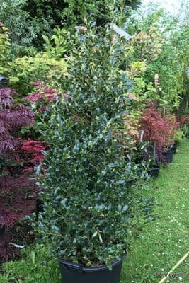 Ilex aquifolium 'Pyramidalis'  45L    150cm (5ft) ENQUIRE RE STOCK