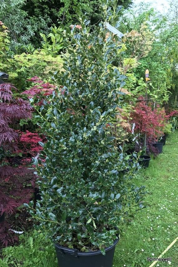 Ilex aquifolium 'Pyramidalis'  45L    150cm (5ft) ENQUIRE RE STOCK
