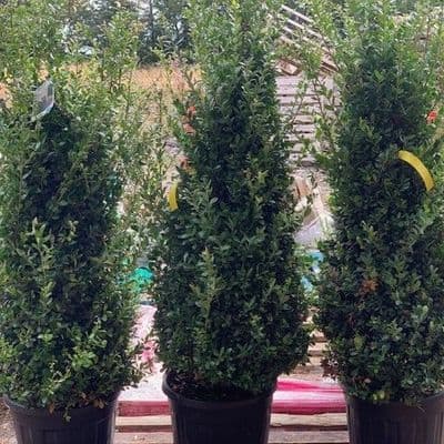Ilex crenata 'Caroline Upright' 12L  80-100cm cone