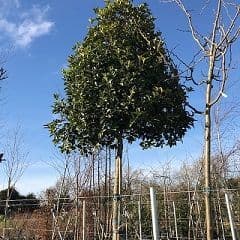 Ilex (Holly) Topiary