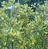 Ilex x altaclarensis 'Lawsoniana'  5L