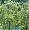 Ilex x altaclarensis 'Lawsoniana'  5L