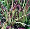 Imperata cylindrica 'Red Baron'  2L