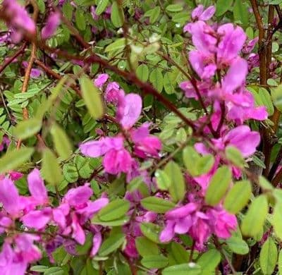 Indigofera himalayens 'Silk Road'  15L
