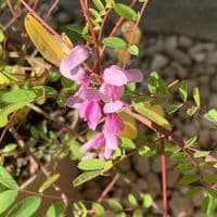 Indigofera pendula  3L please ring for info