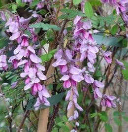 Indigofera pendula  3L please ring for info