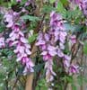 Indigofera pendula 3L please ring for info