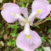 Iris  'Darling' (ensata)  2L