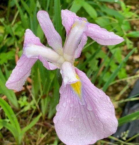 Iris  'Darling' (ensata)  2L