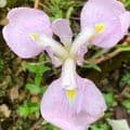 Iris ensata 'Darling'  2L