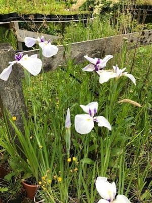 Iris ensata 'White Ladies'  2L