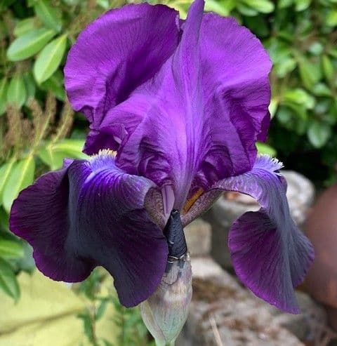 Iris germ 'Black Swan'  3L