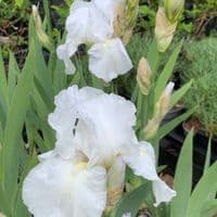 Iris 'Immortality'  (germanica)  1L