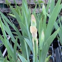 Iris 'Immortality'  (germanica)  1L