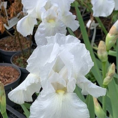Iris 'Immortality'  (germanica)  1L