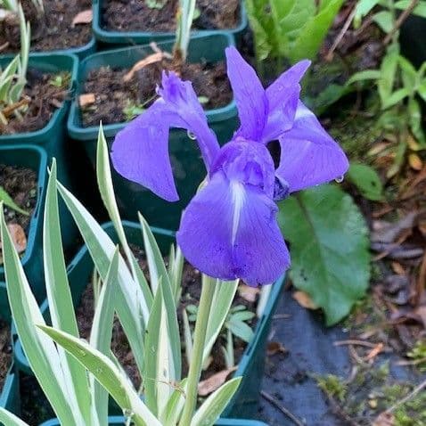 Iris laevigata albovariegata clear blue 1L