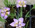 Iris sib. 'Rikugi-sakura'  2L