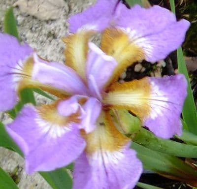 Iris sib. 'Rikugi-sakura'  2L