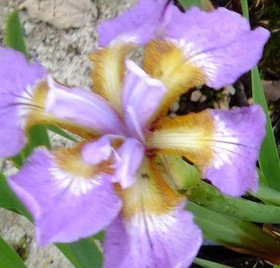 Iris sib. 'Rikugi-sakura'  2L