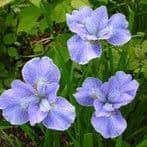 Iris sibirica 'Dear Delight'  2L   SOLD OUT