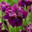 Iris sibirica 'Devil's Dream'  2L