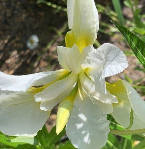 Iris sibirica 'Dreaming Yellow'    5L  SOLD OUT