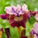 Iris sibirica 'Miss Apple'  2L