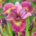 Iris sibirica 'Ruby Gold'  2L