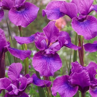 Iris sibirica 'Temper Tantrum ' 2L