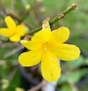 Jasminum nudiflorum  3L  60-90cms