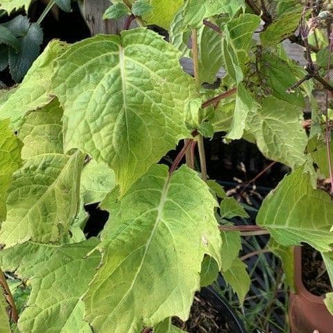 Kirengoshema palmata 'Koreana' 2L