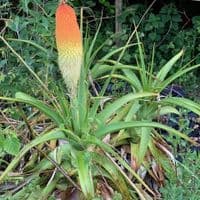 Kniphofia caulescens  10L