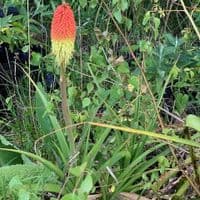 Kniphofia caulescens  10L
