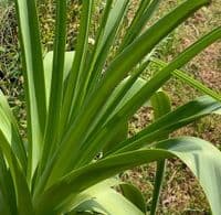 Kniphofia caulescens  10L