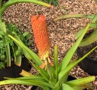 Kniphofia caulescens  10L